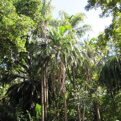 Syagrus romanzoffiana