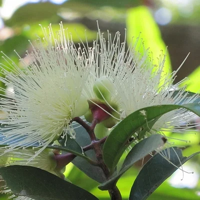 Syzygium jambos