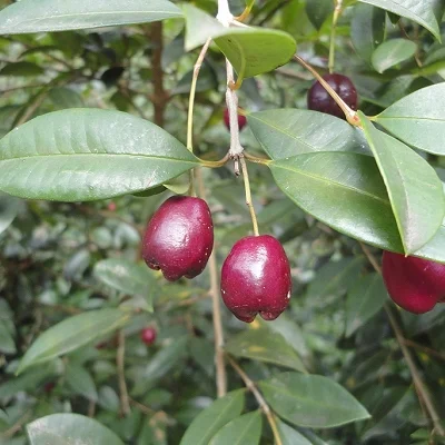 Syzygium paniculatum