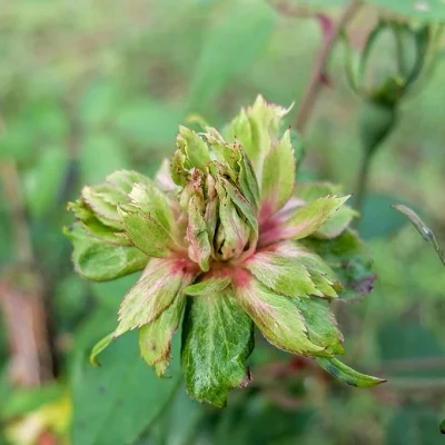 Rosa chinensis ‘Viridiflora’