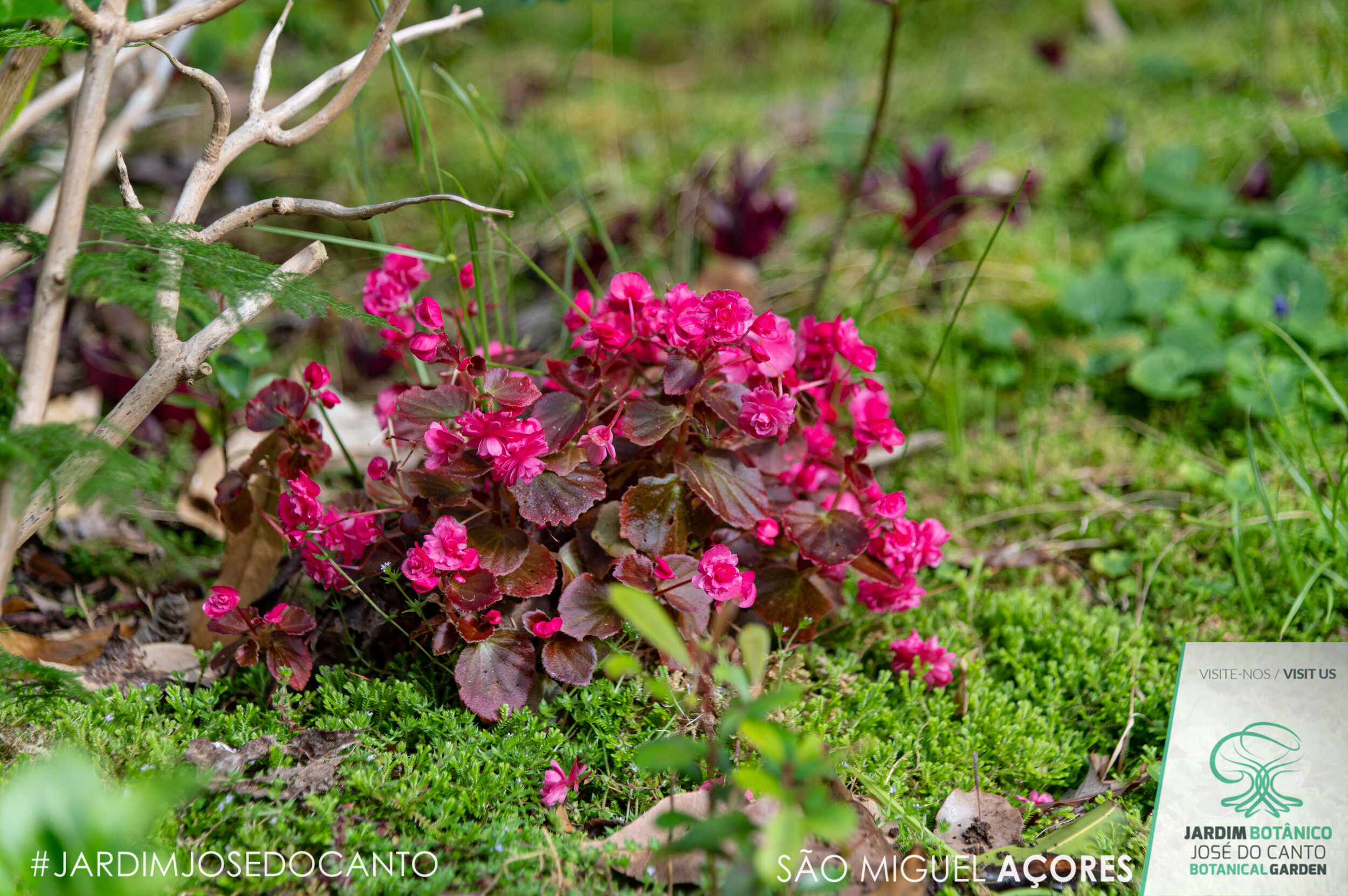 2021 04 Begonia x semperflorens LOGO-3260.jpg