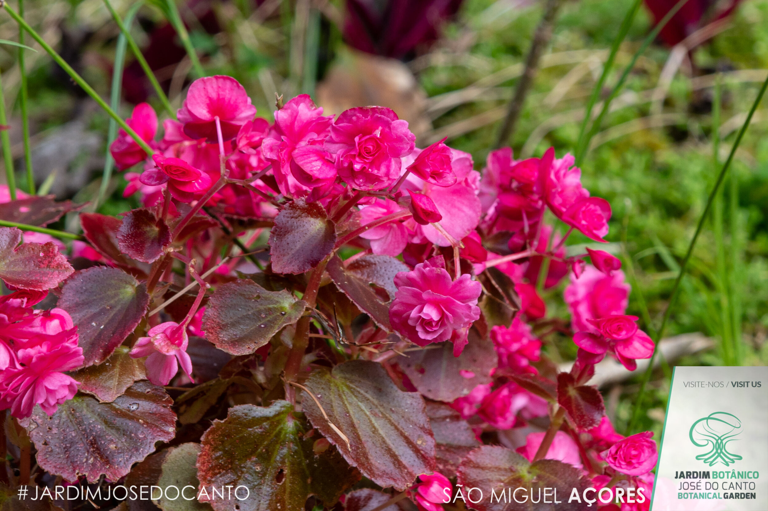 2021 04 Begonia x semperflorens LOGO-3261.jpg