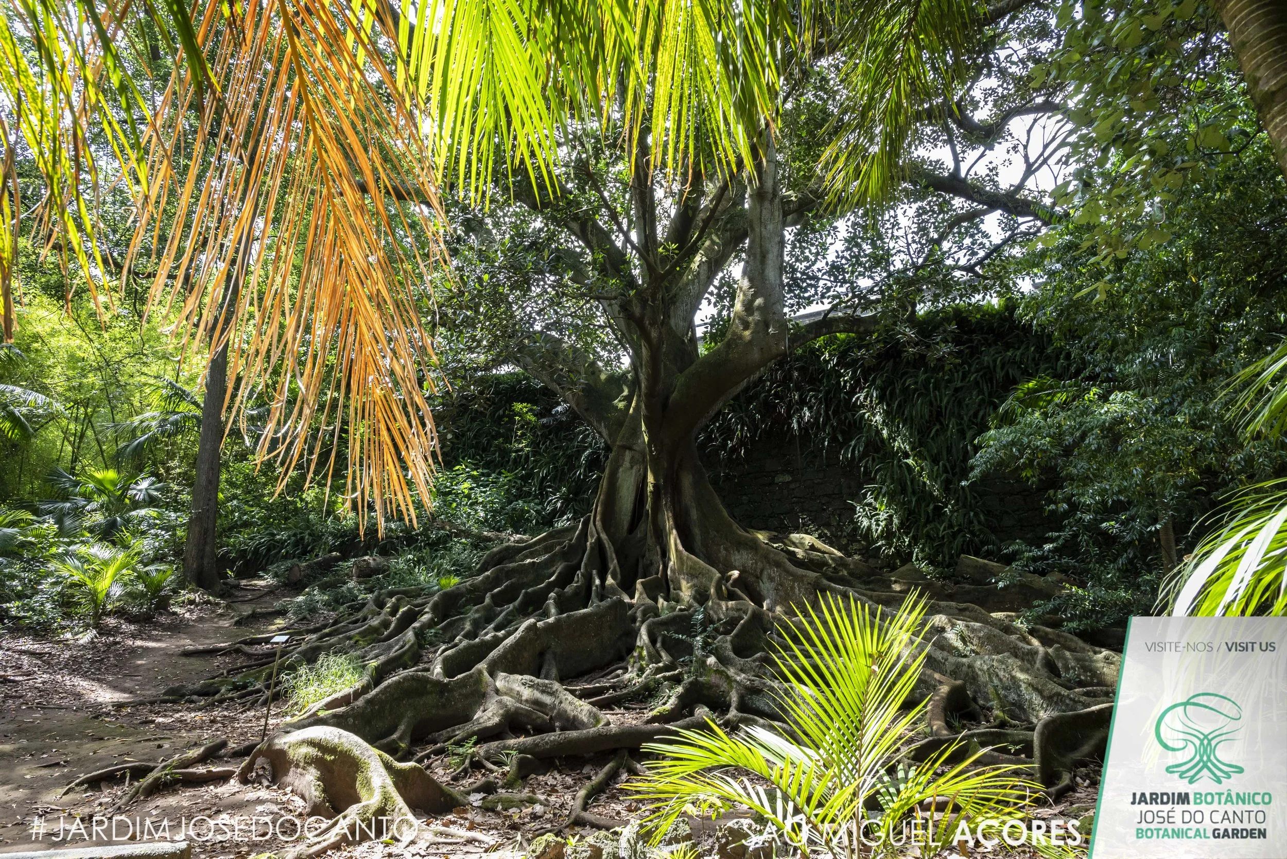 2026JUL_Ficus-4523.JPG