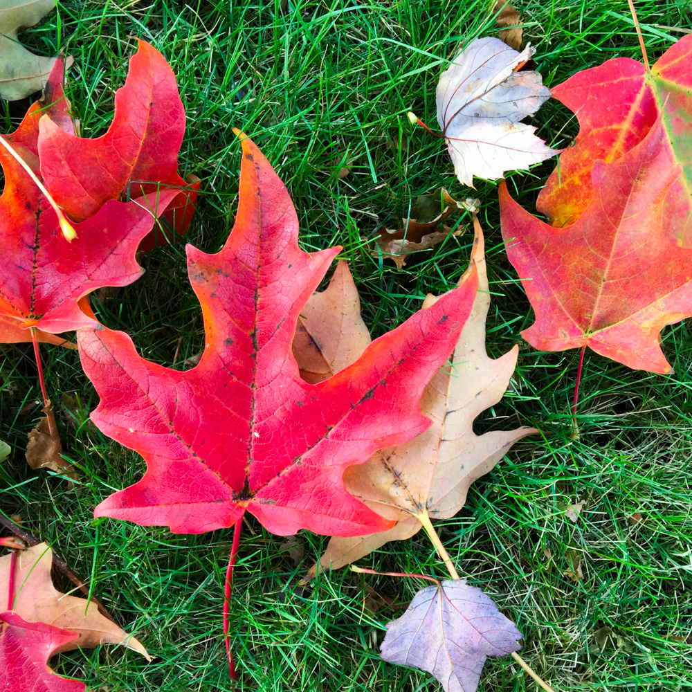 Love the Fall!