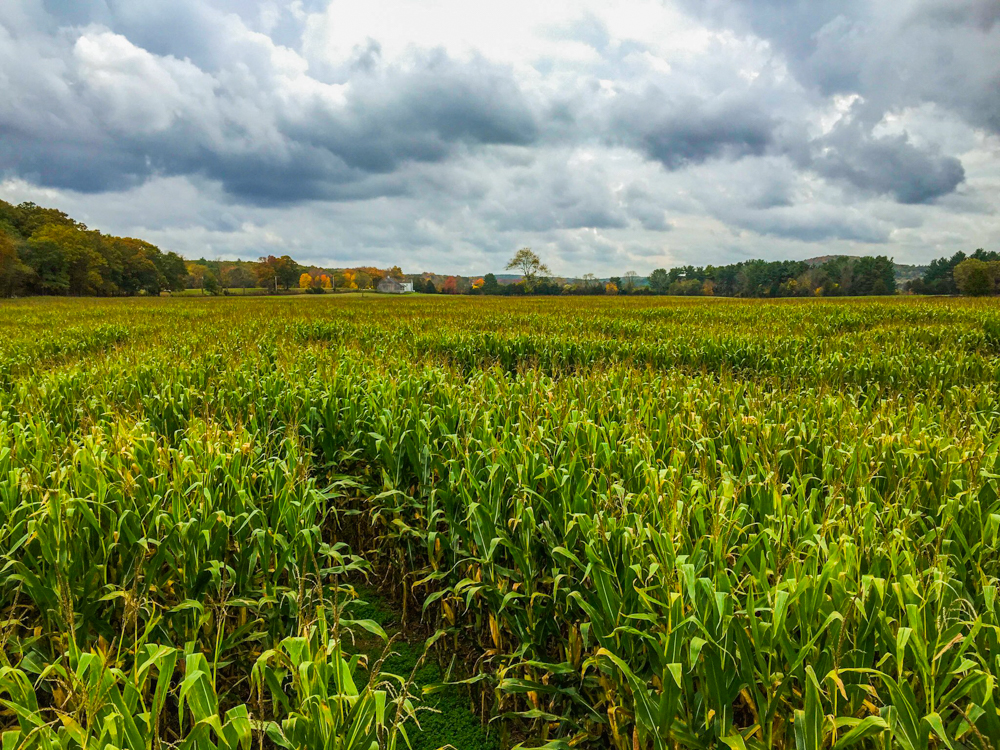 Corn Maze!!!