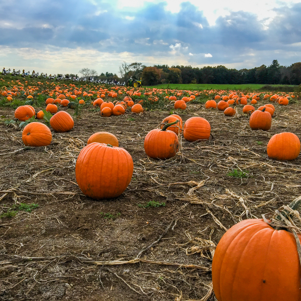 Pumpkins!!
