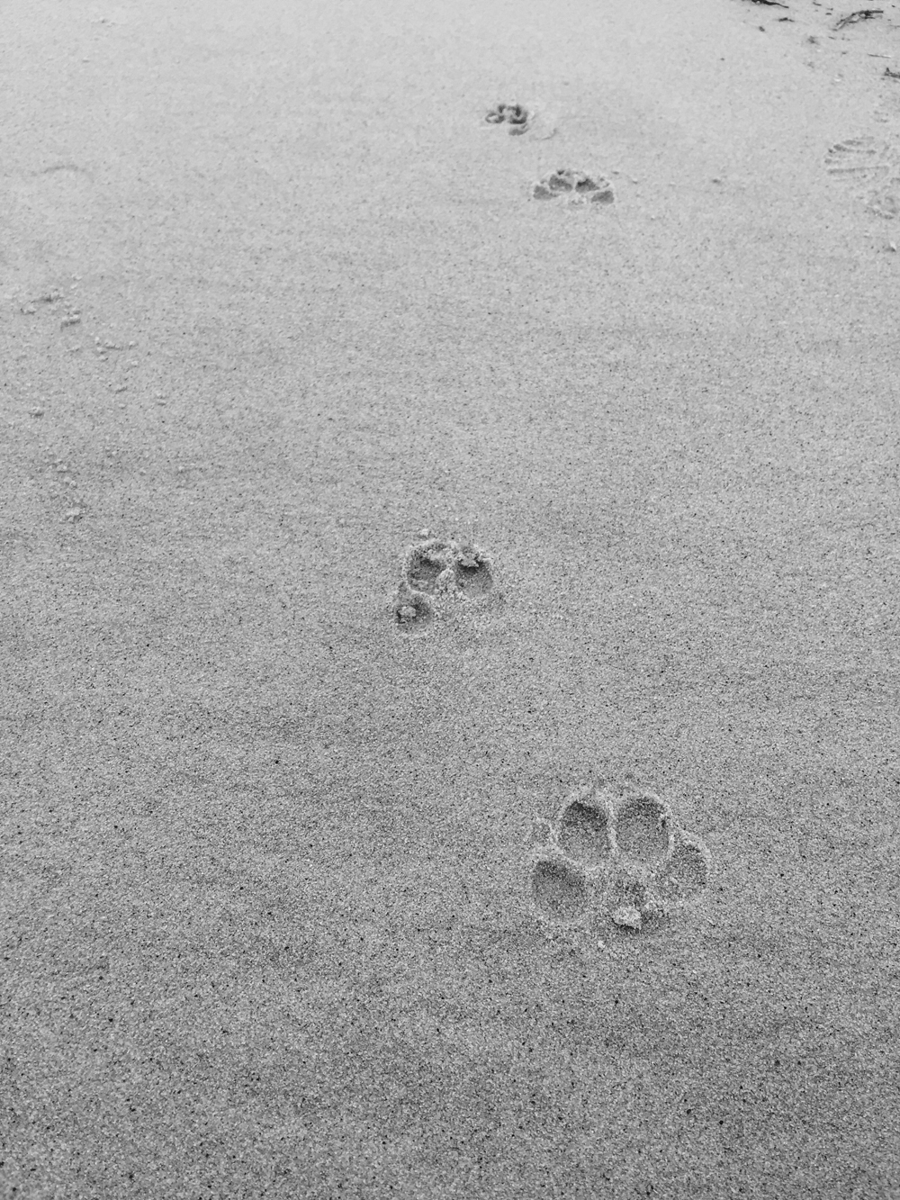 Tracks...