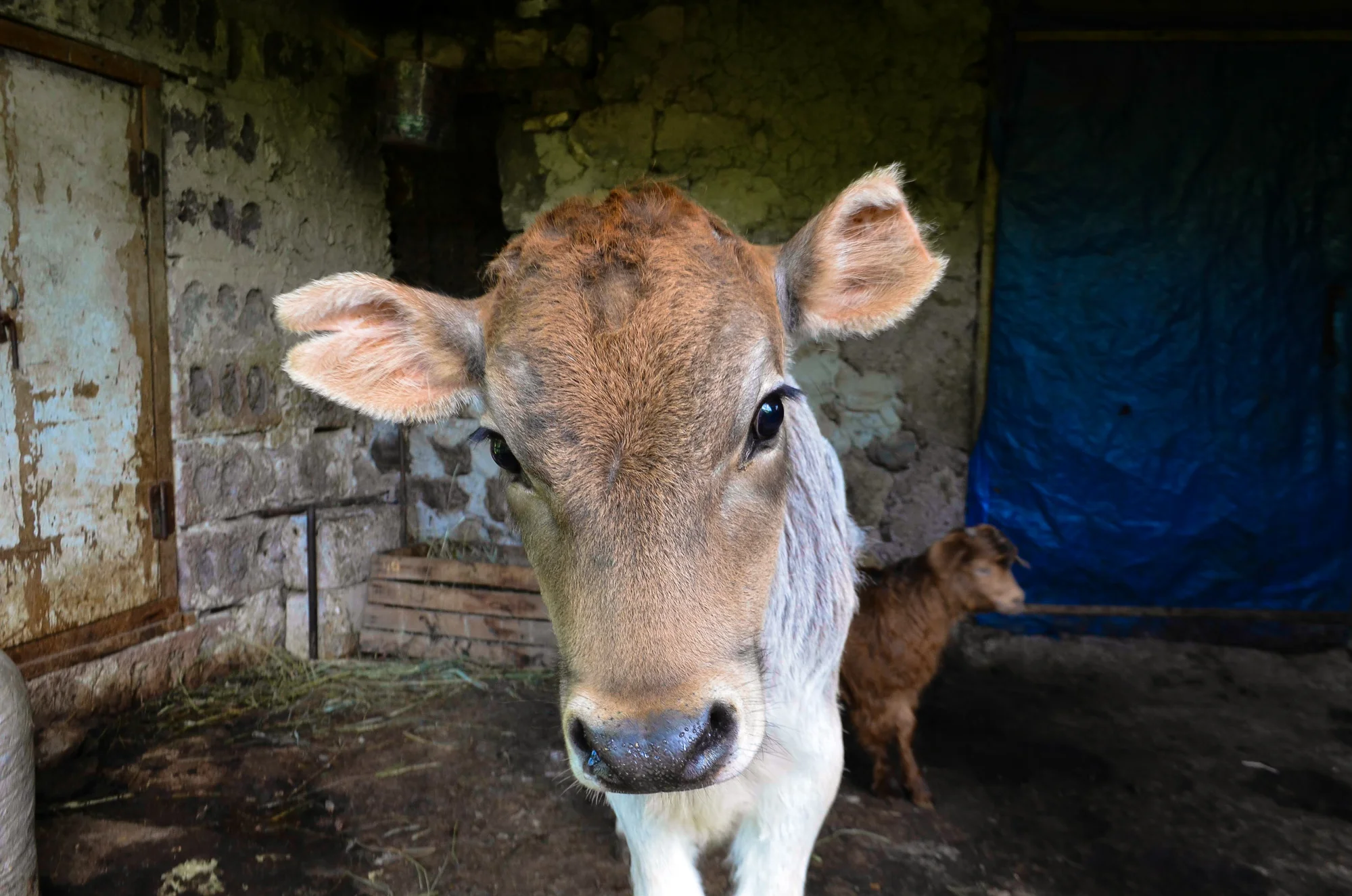 A curious cow and her calf in the mountain village of Garatomb.