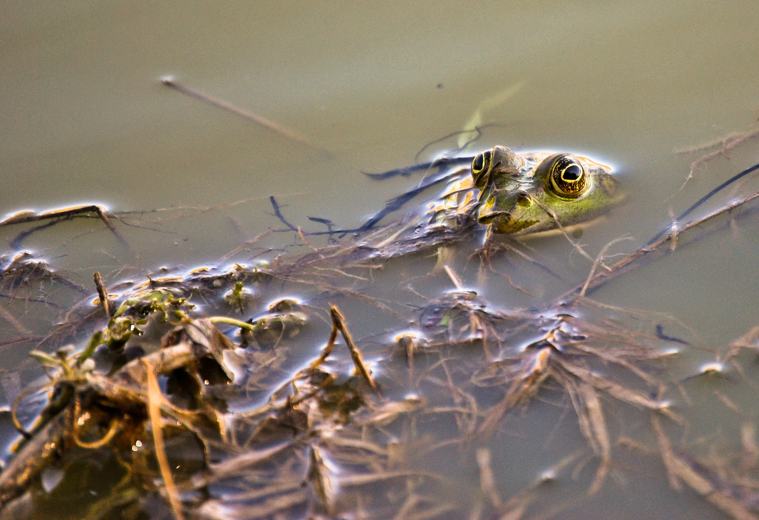 Toad
