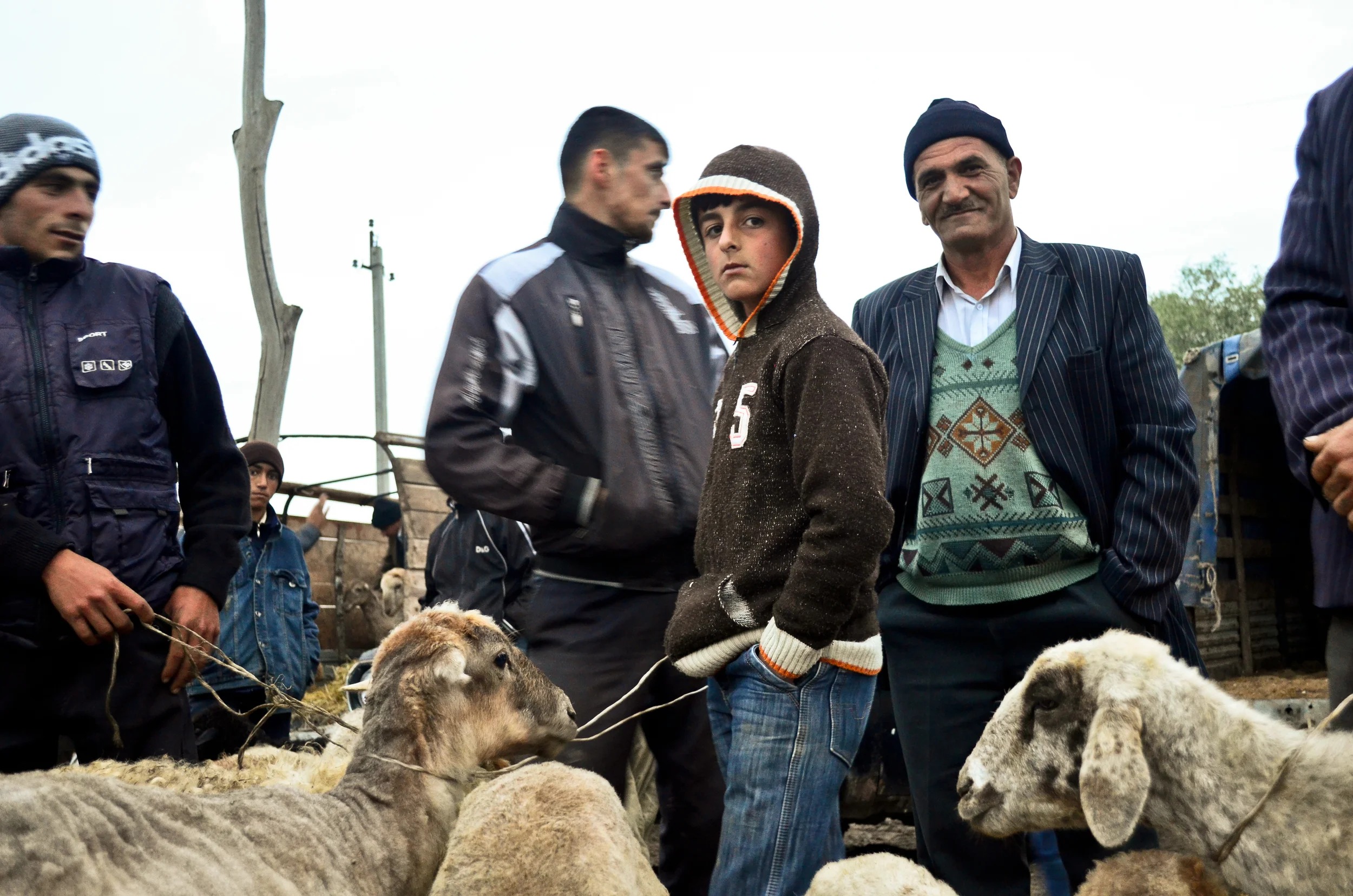 The weekly livestock market fills up by sunrise in the largerly rural region of Sabirabad.