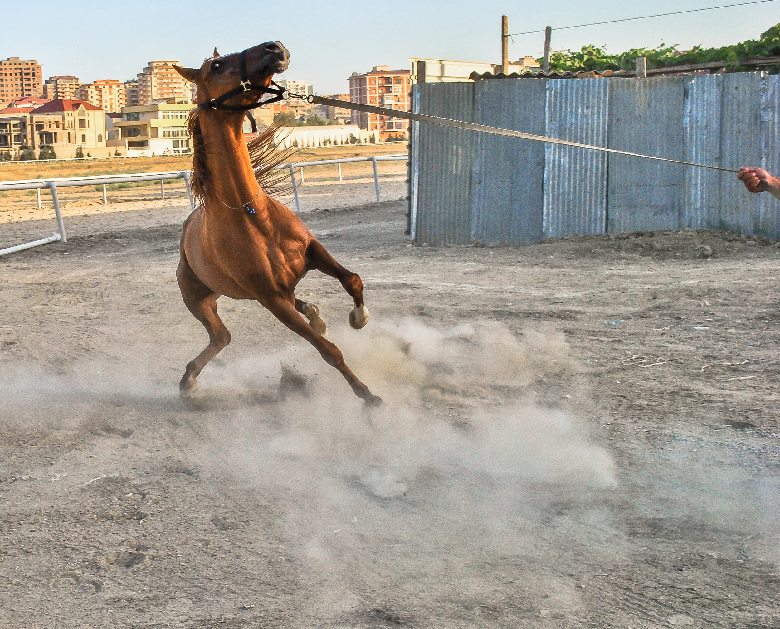 A lively example the famous breed of Karabakh horses presented by the man who rescued the breed during the shelling of Agdam during the Azerbaijan-Armenian war of the early 1990s.