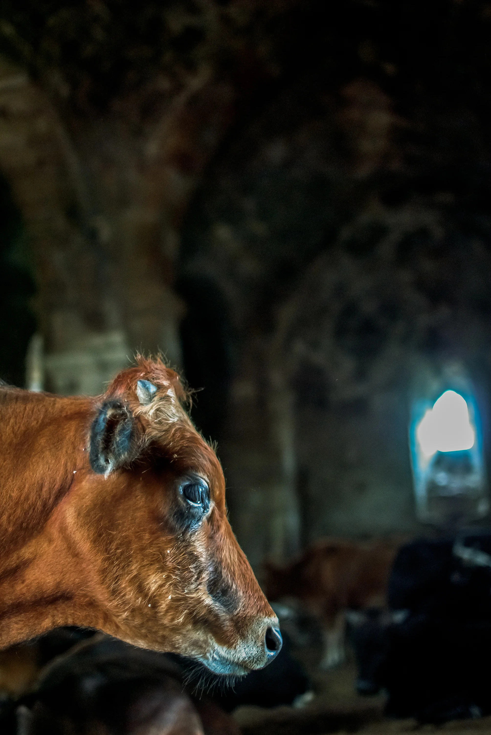 An ancient "Albanian" temple a few kilometers from the northern Azerbaijani city of Sheki, now used as a barn by the villagers.