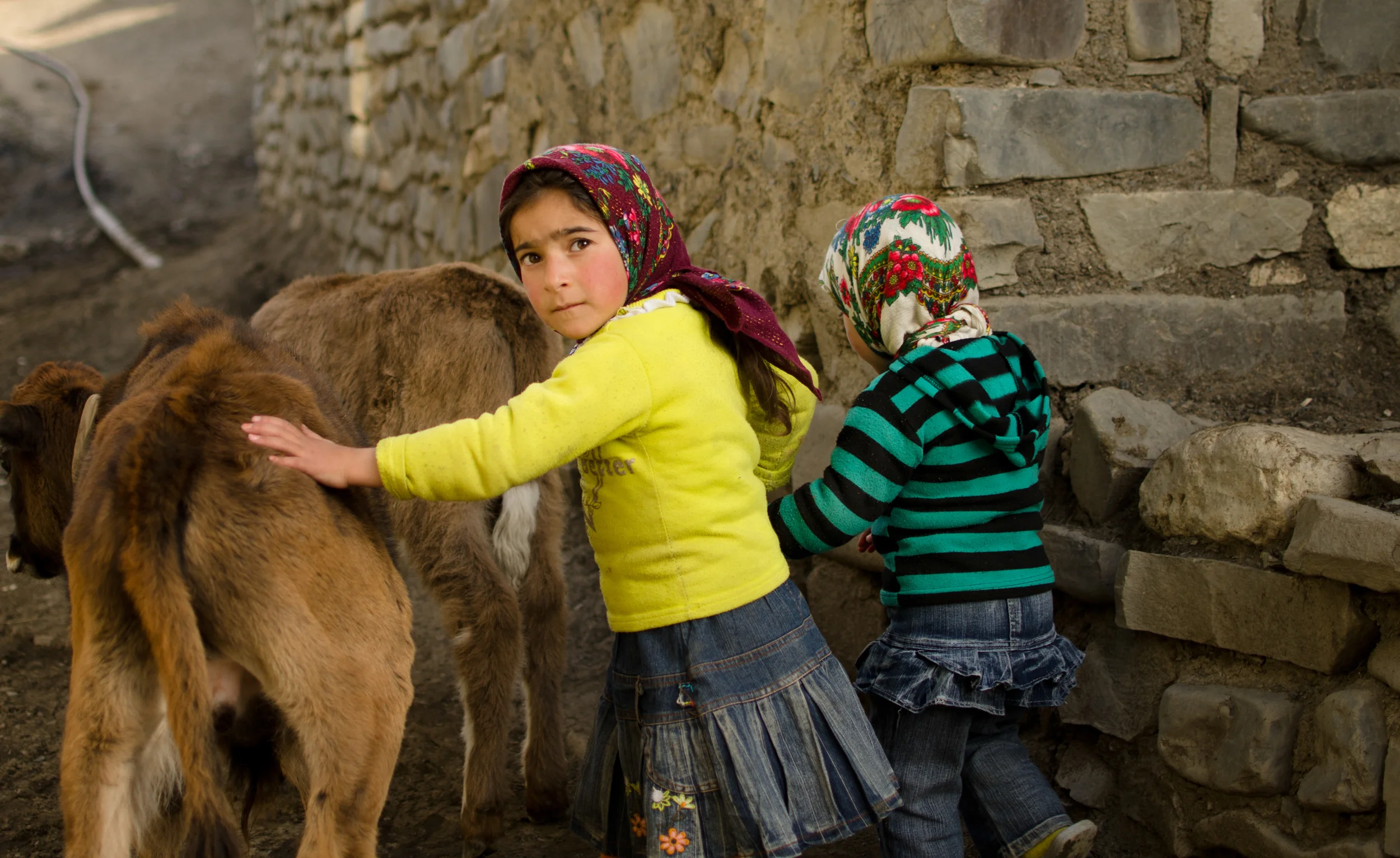 Children in Xinaliq shooing their livestock back from the hills and into their stone barns for the night.