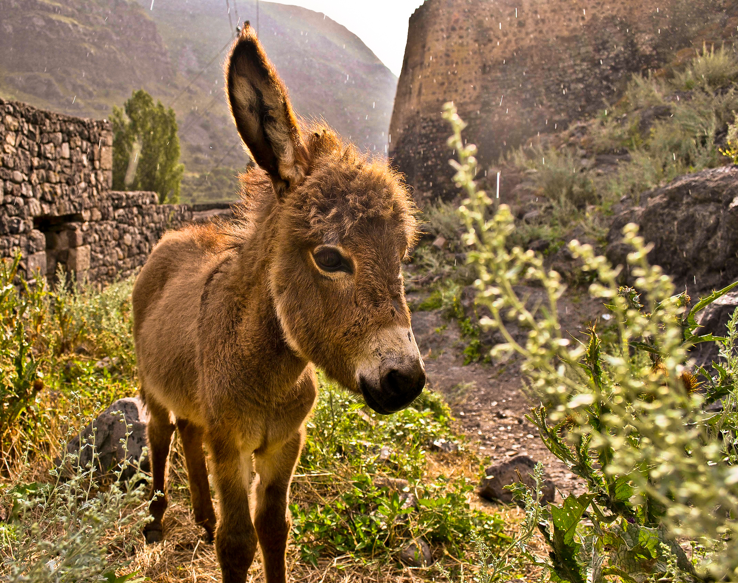 A young donkey wandering the ruins of an ancient fortress.
