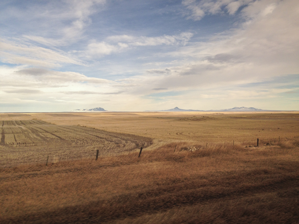 From left to right, in the distance, are West Butte, Gold Butte and East Butte. These buttes are right below the Canadian border. Just north of East Butte is our new friends cattle ranch, Milk River Cattle Company . They run 1,000 cattle and in that, each head takes about 45 acres to feed. That is some serious free range. We're planning on visiting them in the future!