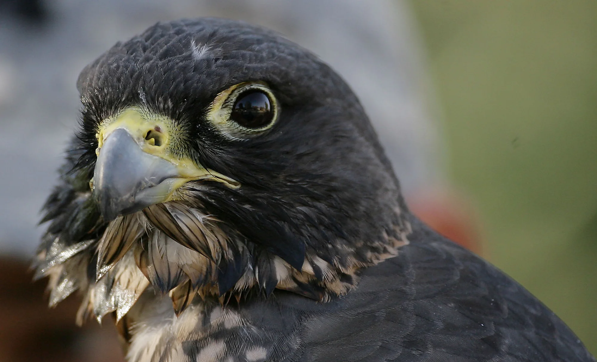 Photo Essay - 3rd Place