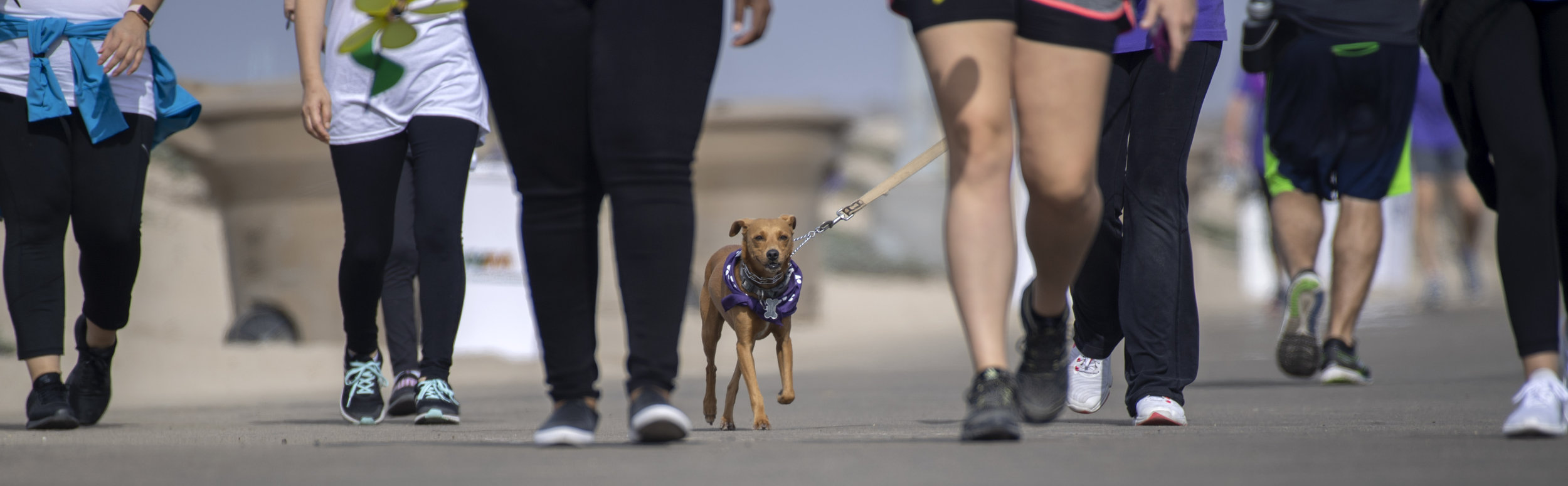  Reo pounds the pavement during the Walk to End Alzheimer's in Huntington Beach on Saturday, October 6, 2018. Reo is named after owner Ronda Knerr's dad, Scotty Reo Ross, who passed away in 2014 from the disease.(Photo by Mindy Schauer, Orange County