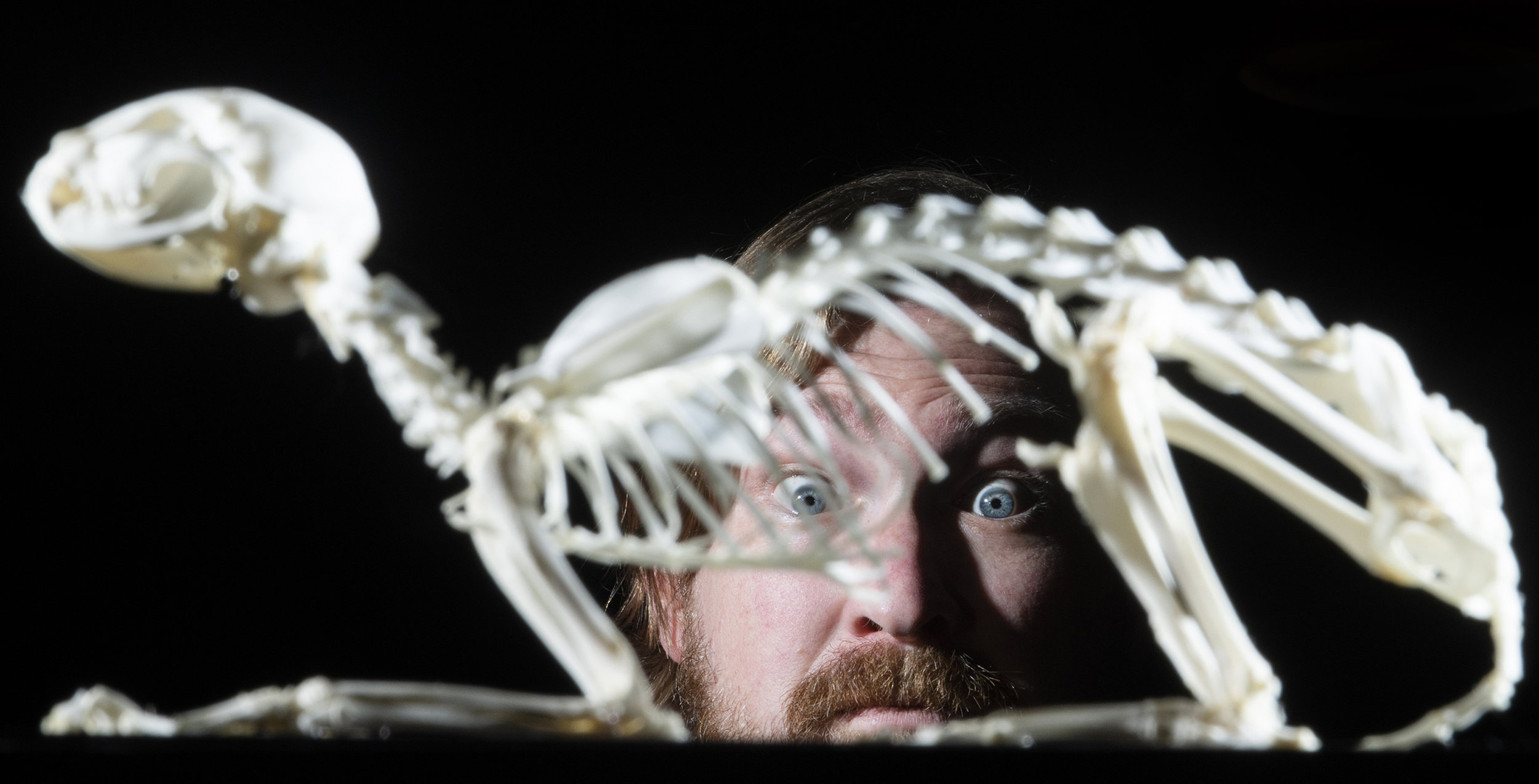  Jeremy Schott peers through a cat skeleton from inside his gallery, The Dark Art Emporium, in Long Beach November 29, 2018.   