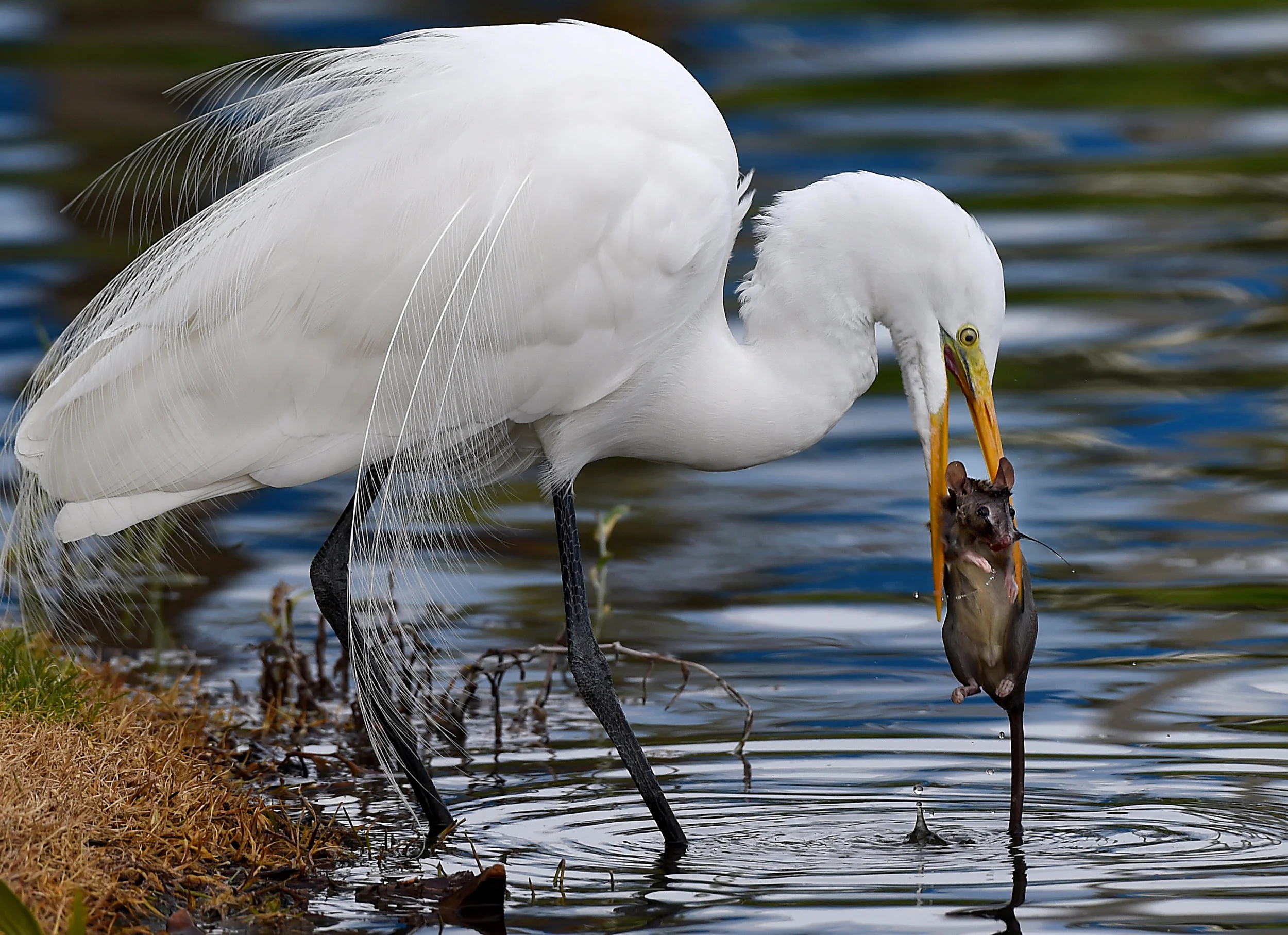  A Great Egret catches a rat at Centrelake Business Park in Ontario on Sunday, January 13, 2019. 