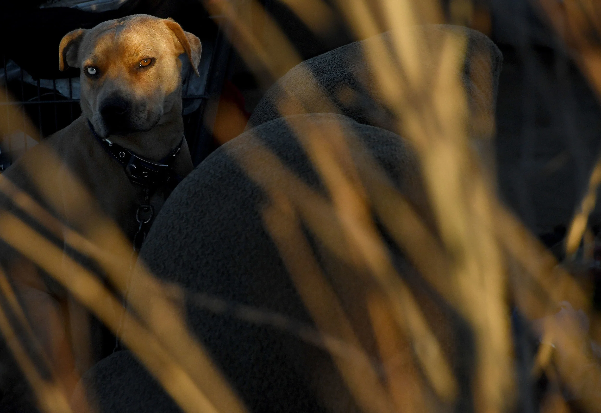  A dog sits near his owners tent in a homeless camp off of 9th Street in San Bernardino during the San Bernardino County 2019 Point-in-Time Homeless Count in downtown San Bernardino Thursday, January 24, 2019. The Point-in-Time Homeless Count (PITC) 