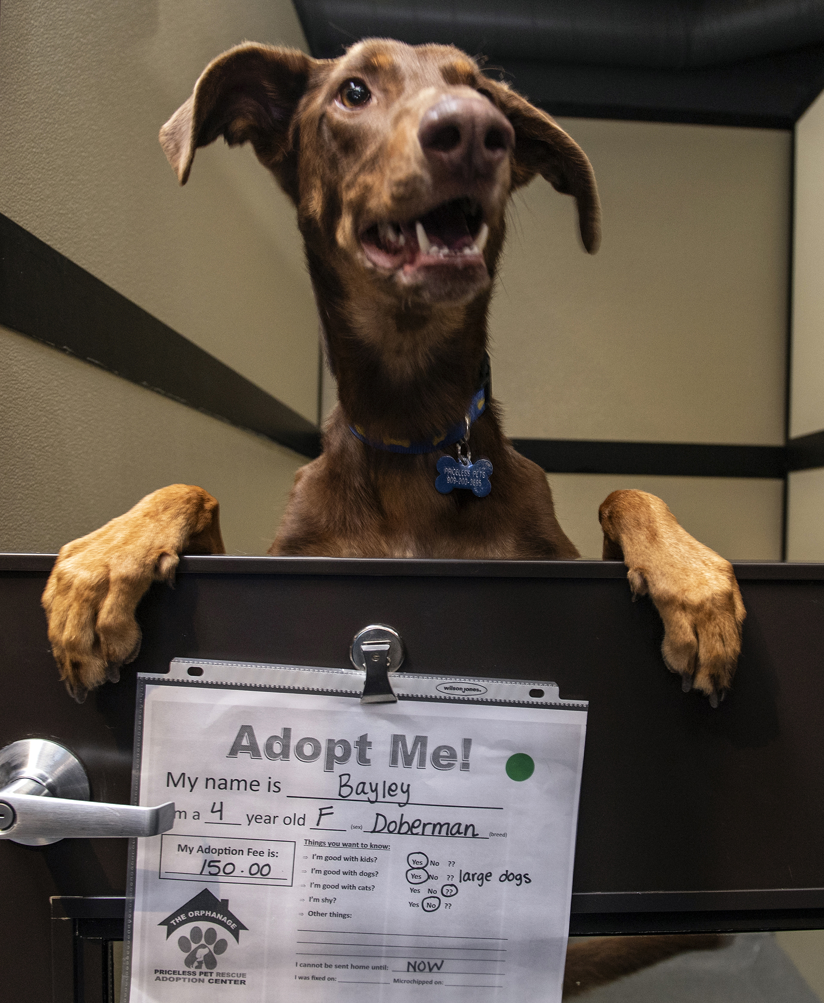 Bayley, a 4-year-old doberman, beckons passersby to "Adopt Me!" at the Orphanage in Costa Mesa on Saturday, January 12, 2019.