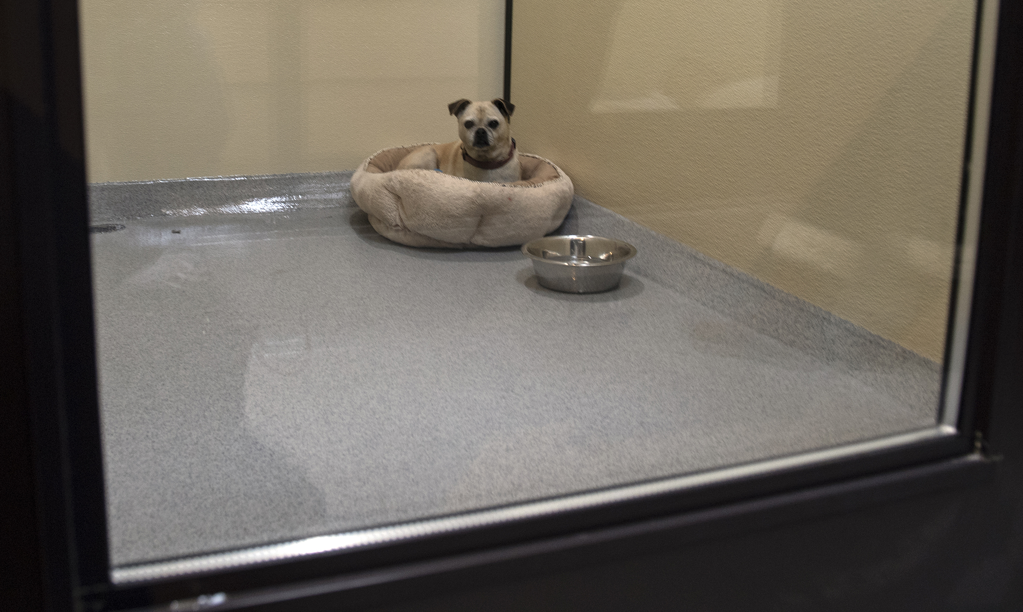 Halo, a 9-year-old pug mix, waits for someone to adopt her, as she sits quietly in her kennel at The Orphanage in Costa Mesa on Saturday, January 12, 2019.