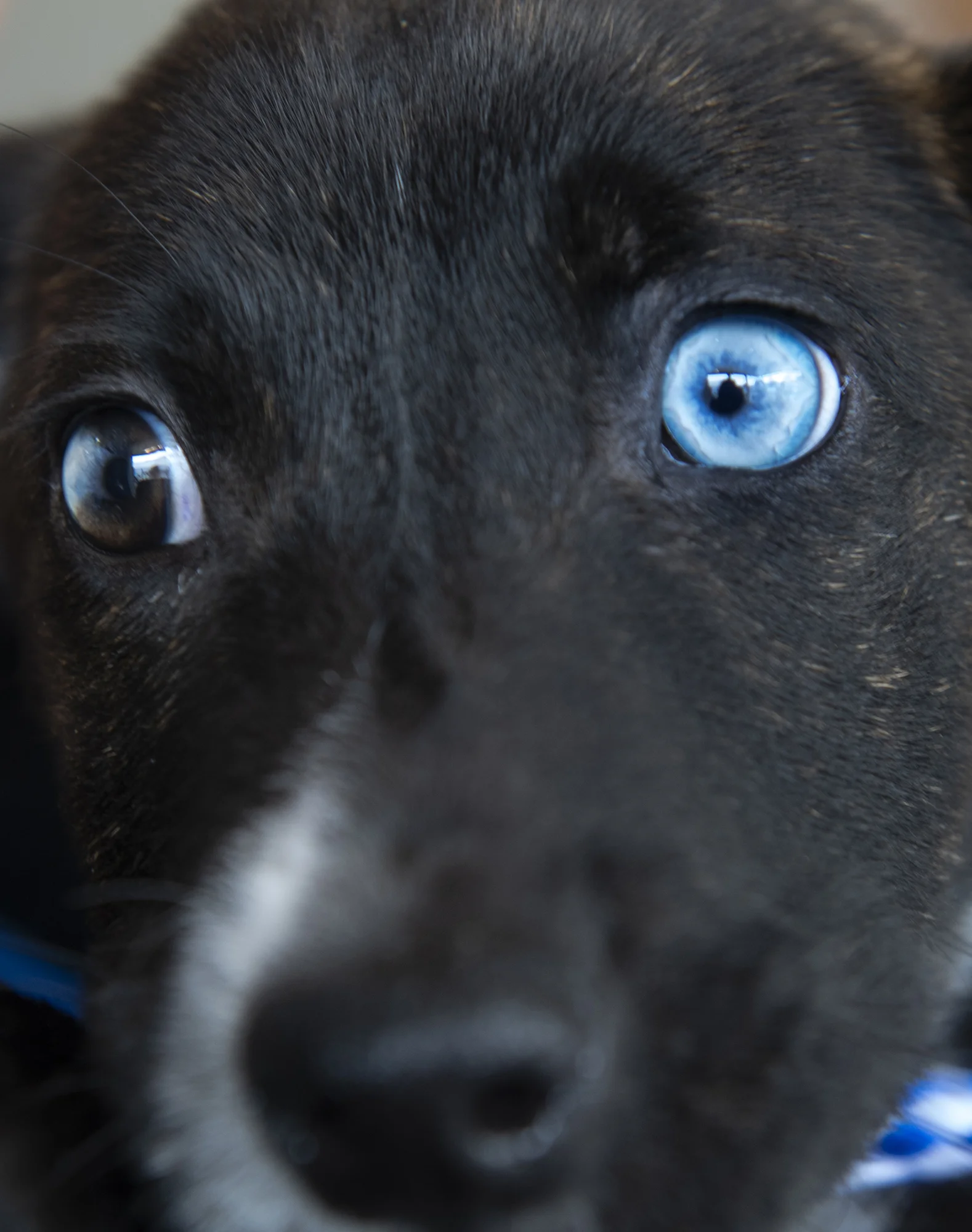 Skippy attracts attention with his striking blue eye during opening day of the Priceless Pets new Costa Mesa adoption center, The Orphanage, on Saturday, January 12, 2019.