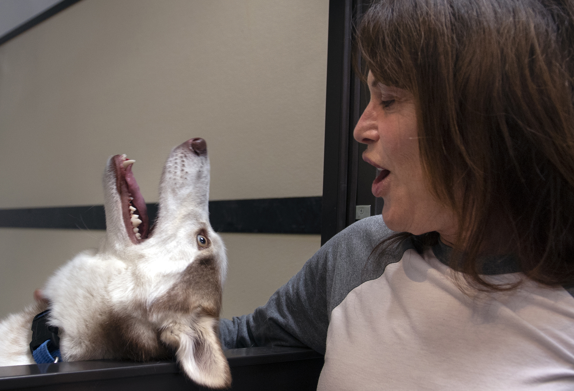 Rufus, a 1-year-old husky, acts goofy with Kim Blunt who recently lost one of her 3 dogs and was looking to adopt another. She was at The Orphanage, Priceless Pet Rescue Adoption Center, a no-kill shelter that opened on Saturday, January 12, 2019 in