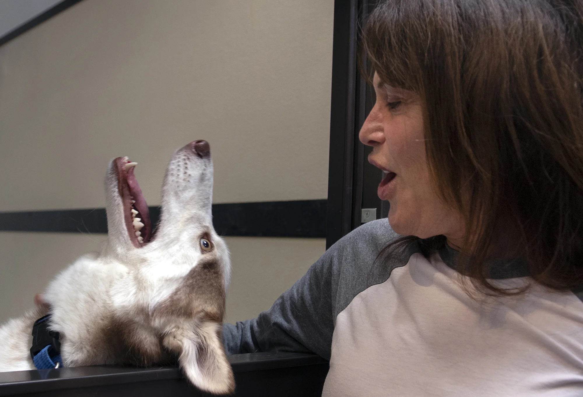 Rufus, a 1-year-old husky, acts goofy with Kim Blunt who recently lost one of her 3 dogs and was looking to adopt another. She was at The Orphanage, Priceless Pet Rescue Adoption Center, a no-kill shelter that opened on Saturday, January 12, 2019 in Costa Mesa.