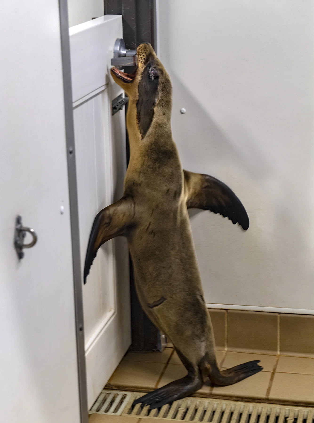 Ragnar tries opening a door in the sea lion nursery for rescued pups at the Pacific Marine Mammal Center in Laguna Beach on Wednesday, January 16, 2019. Eight sea lions have been rescued since the first of the year.