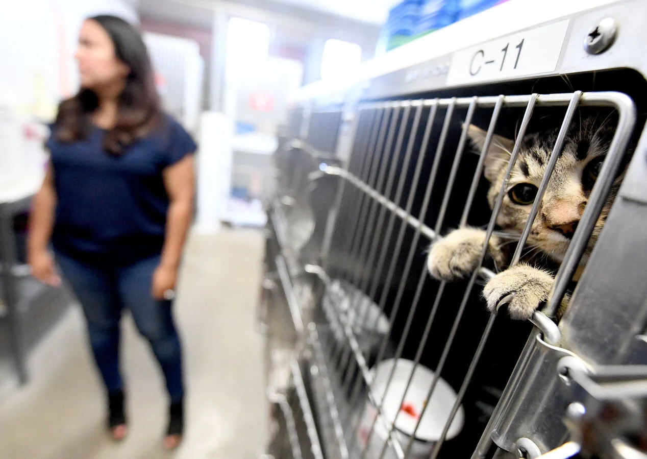  A cat looks out from its cage at the Redlands Animal Shelter in Redlands Monday, April 15, 2019. The Loma Linda City Council agreed to cancel itÕs animal shelter contract with the city of San Bernardino, and authorized a contract with Redlands. This