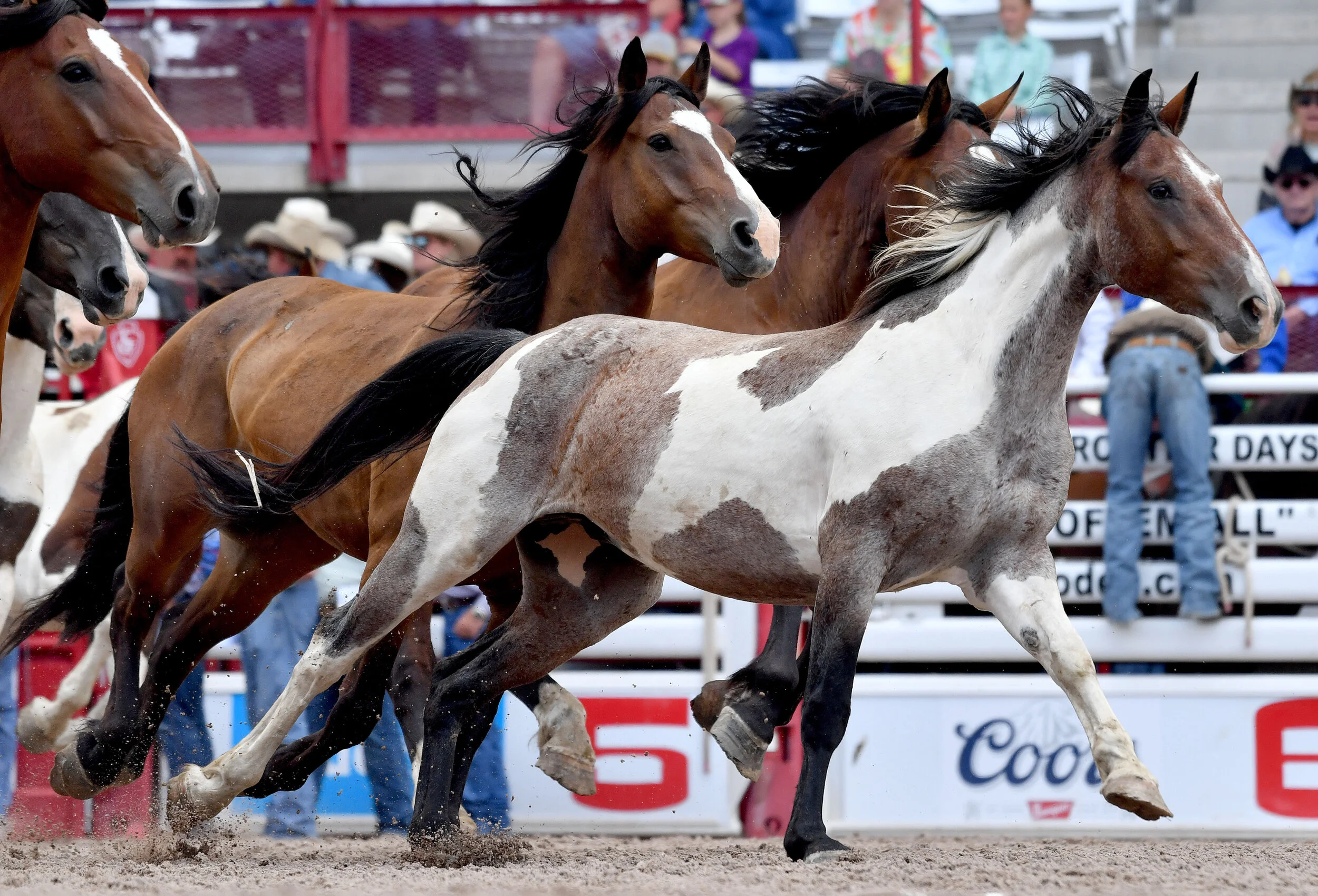  Horses run through Frontier Park arena Monday July 22, 2019 prior to the 123rd Cheyenne Frontier Days Rodeo in Cheyenne, Wyoming.  