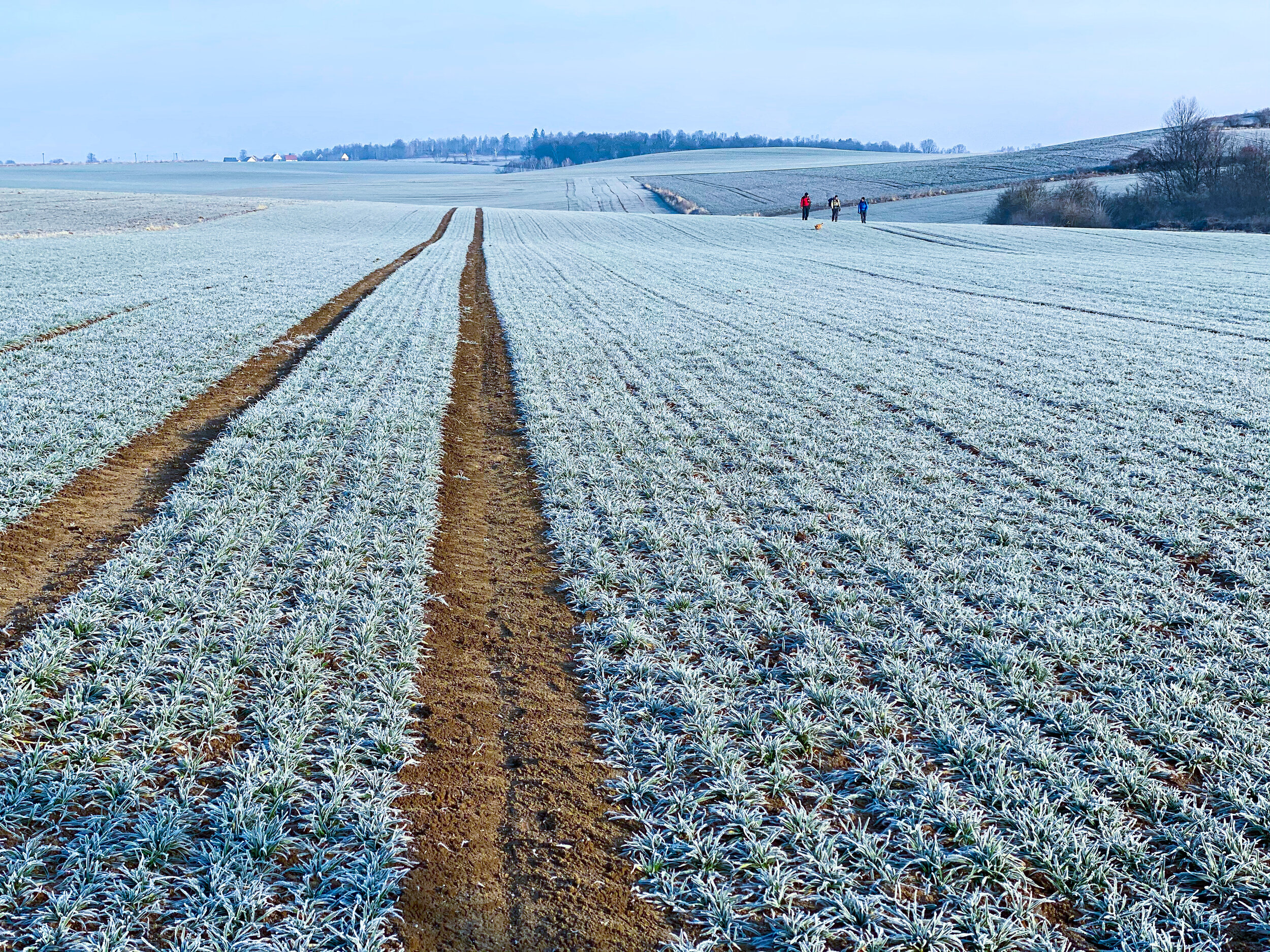 Walk of Remembrance - Albert Willner and Mike Bayles are accompanied by Maciej Szop and his dog Rudy as they cross a frozen field near Kijow, Poland. Death March prisoners were routinely marched around the German villages and towns of Silesia to av