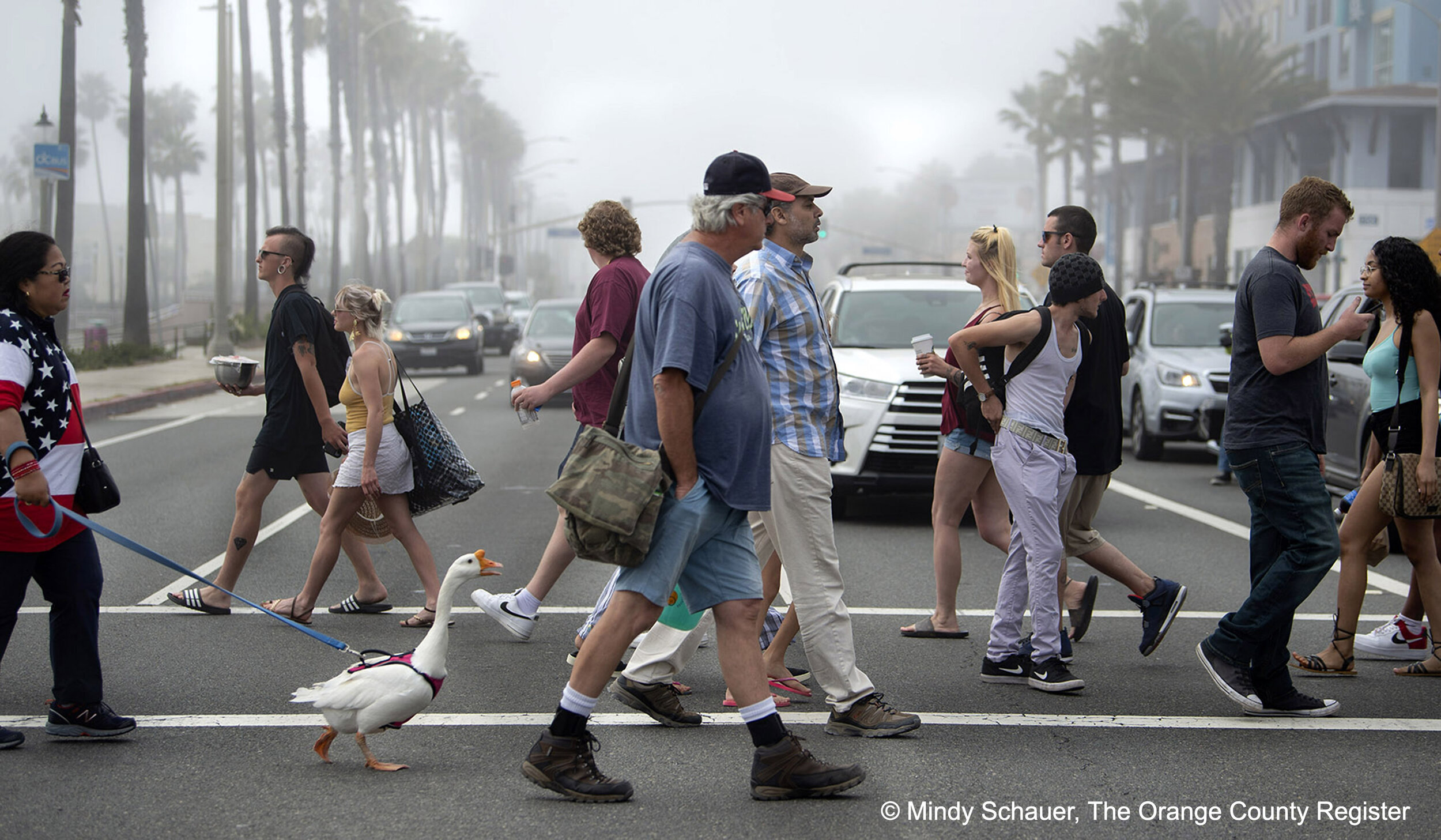  Goosey crosses the street to get to the other side with owners  Psyche Lynch, left, and Tom, center, in a crowded downtown Huntington Beach on Sunday, April 26, 2020.  