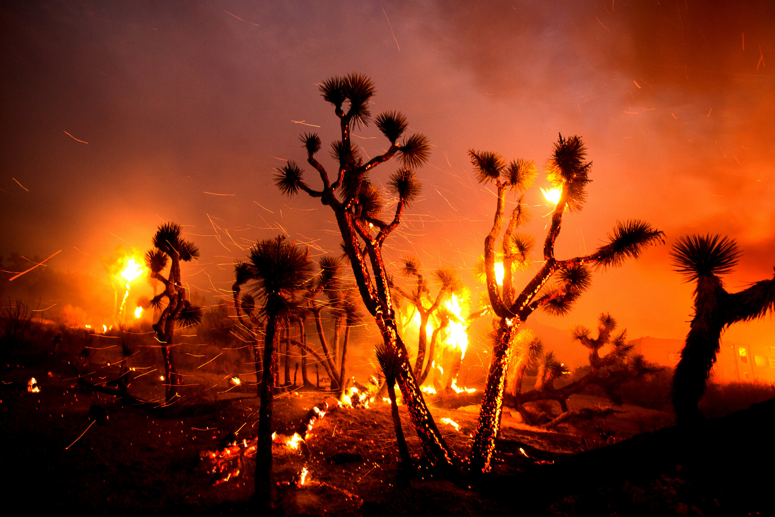  The wind whips embers from the Joshua trees burning in the Bobcat Fire in Juniper Hills, Calif., Friday, Sept. 18, 2020. The 2020 California wildfire season was characterized by a record-setting year of wildfires that burned across the state of Cali