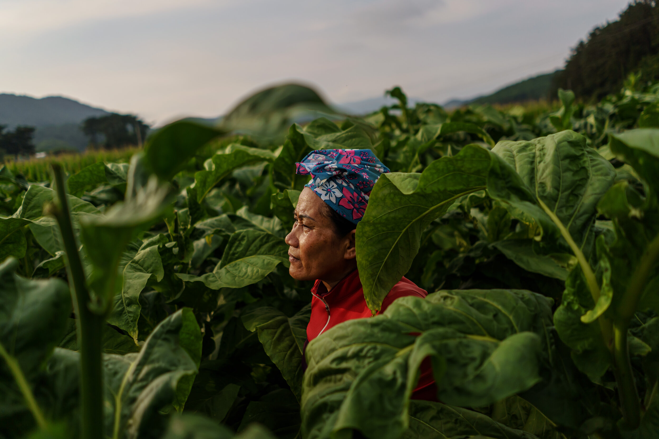  Jarunee Phonsrikaew looks off into the distance as she takes a moment to herself while picking tobacco leaves on a farm in Bokheung-Myeon, South Korea, on July 8, 2020. be known in Thai as the phi noi, or little ghost people entering South Korea in 