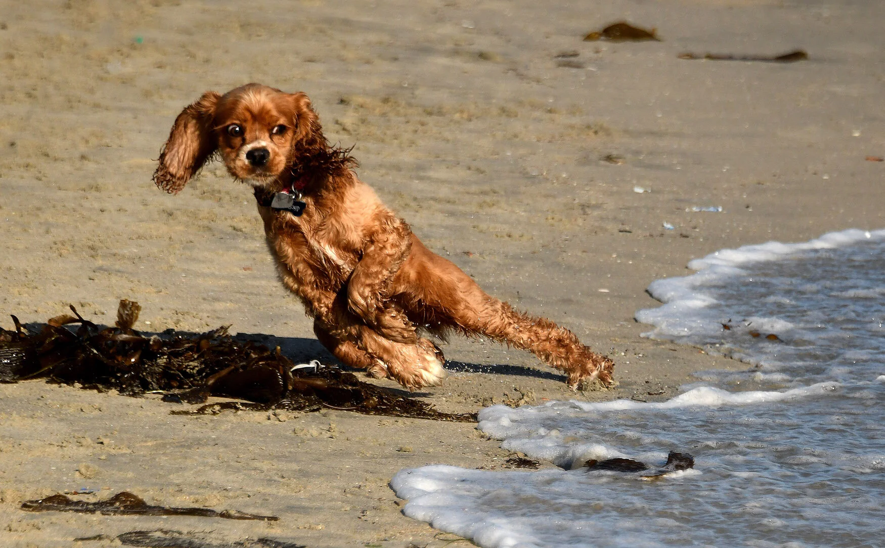 Second Place- Animal- Keith Birmingham, Pasadena Star-News