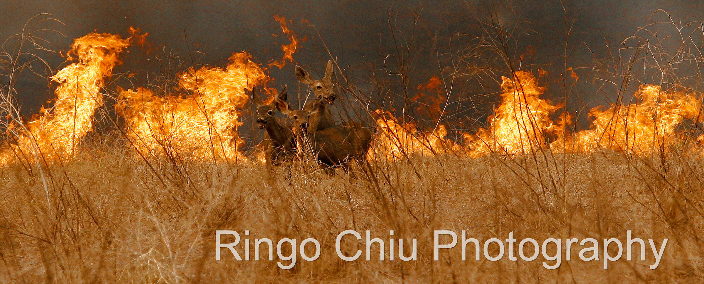  Deers try to find a way out of a brushfire in the Santa Monica Mountains in Thousand Oaks, California, USA. Thursday September 29, 2002. 