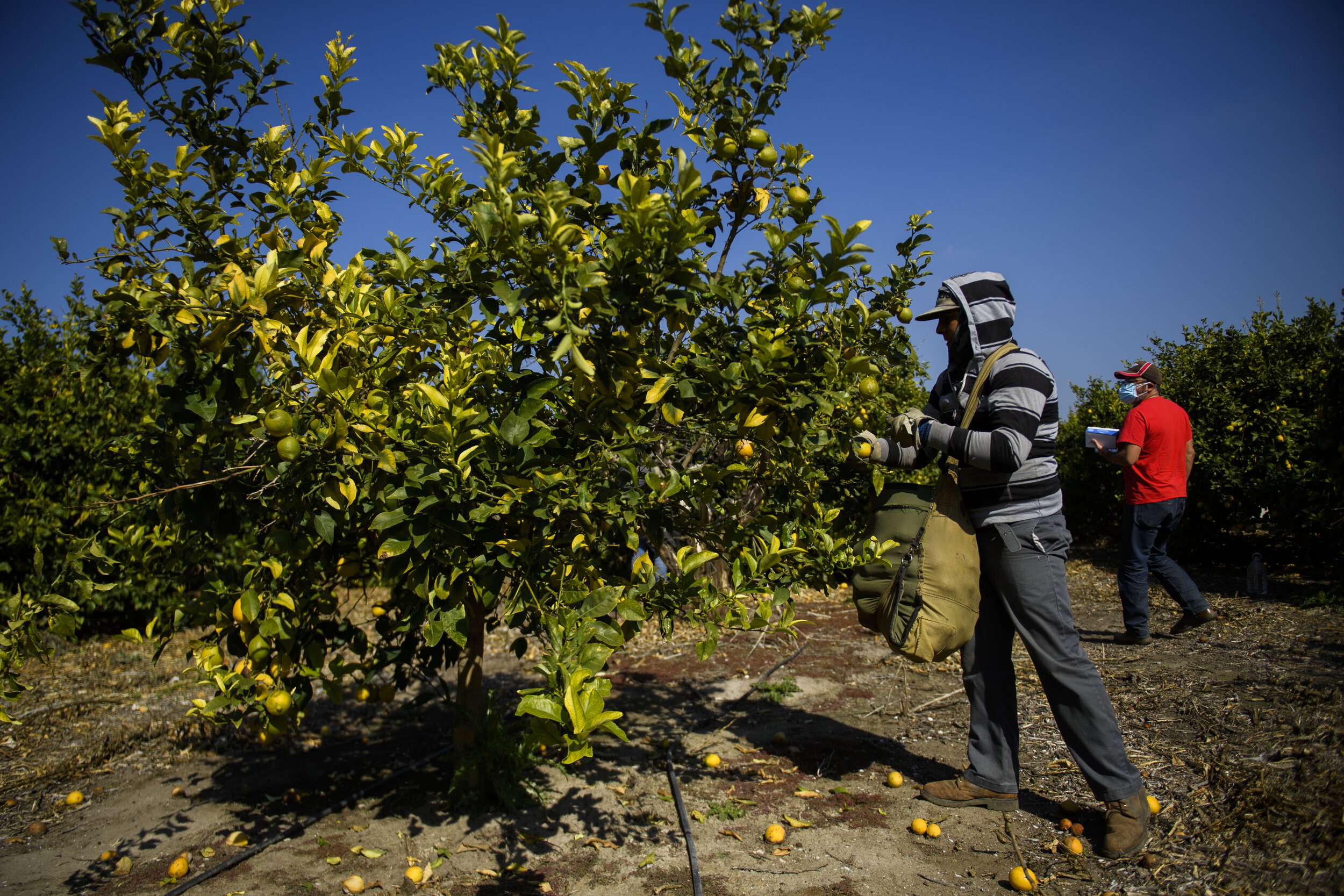  A farmworker harvests lemons at a orchard as Roman Pinal of the United Farm Workers (UFW) distributes face masks to farmworkers on February 10, 2021 in Ventura County, California. The United Farm Workers (UFW) union is urging state and local governm