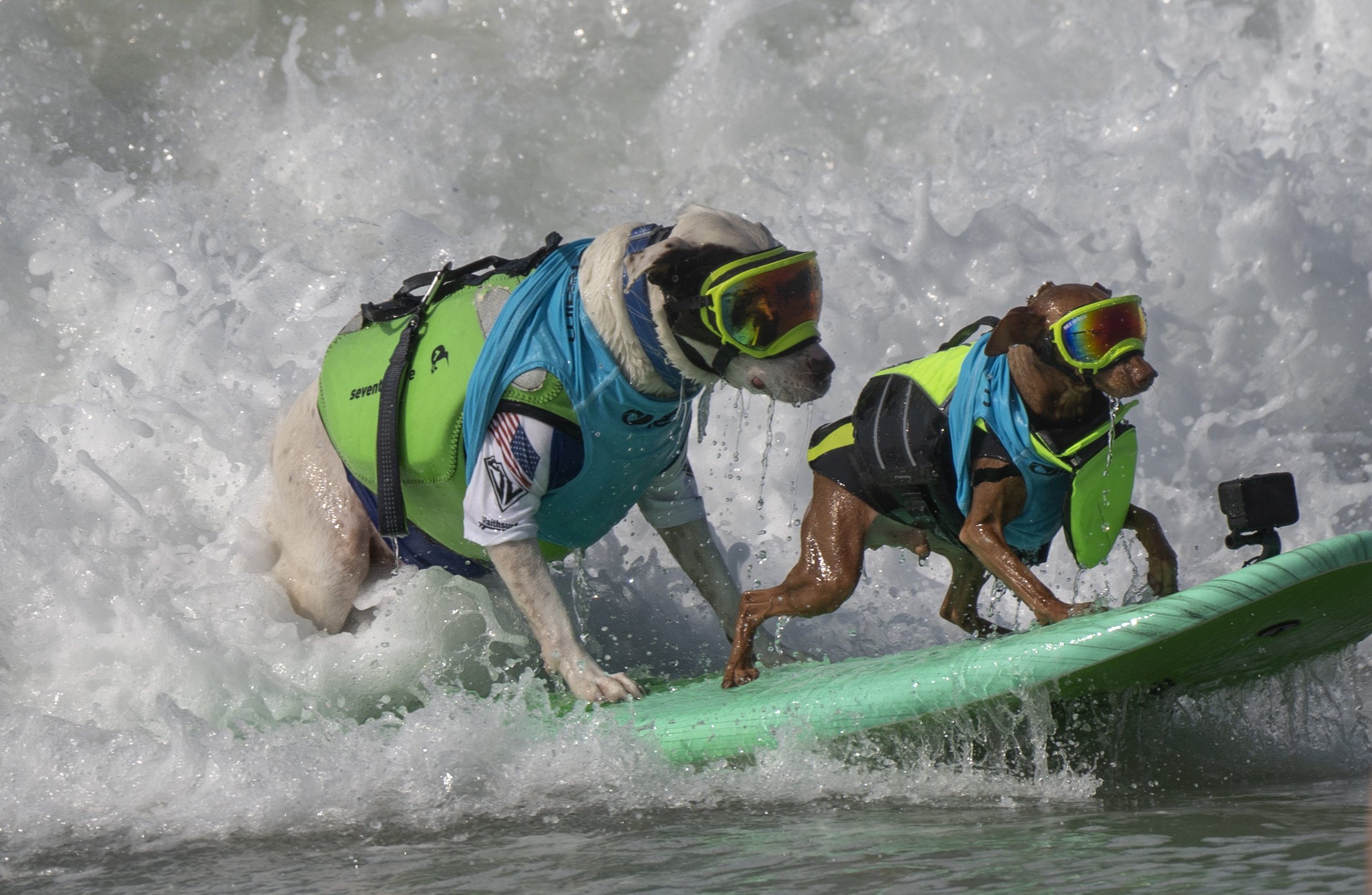 HUNTINGTON BEACH, CA - SEPTEMBER 25: Faith, left, and Rusty, have two times the fun while competing in the tandem division of the Surf City Surf Dog competition in Huntington Beach on Saturday, September 25, 2021.