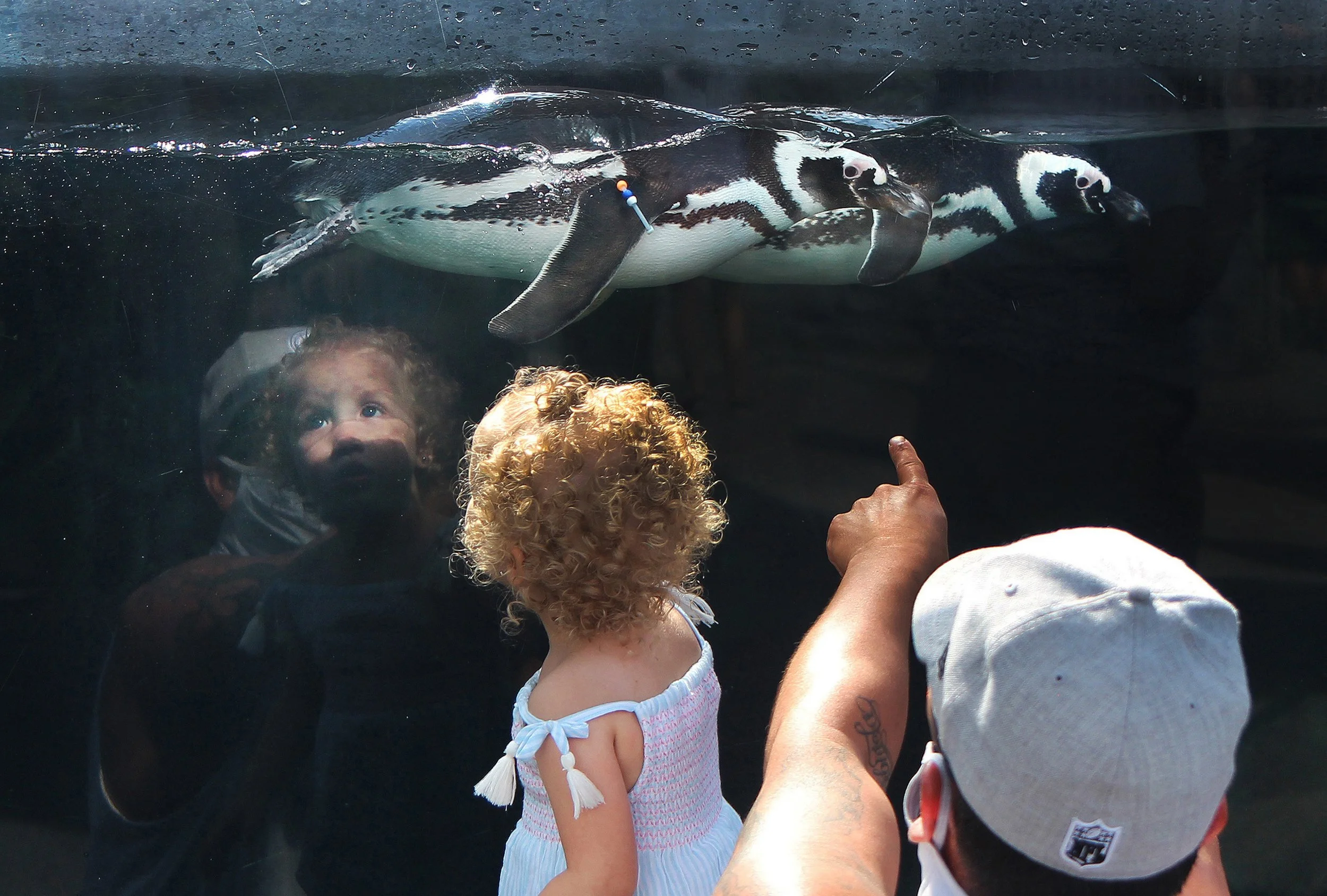 Animal - Third Place - Brandon Richardson, Long Beach Post