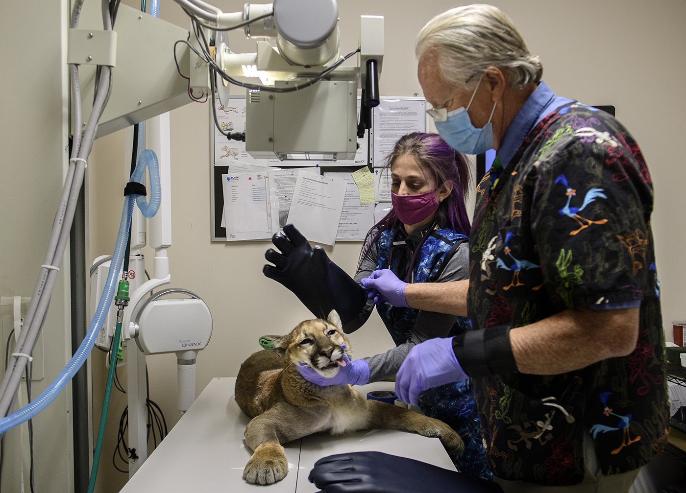  Lauren Genger, a licensed veterinary technician, and Veterinarian Scott Weldy, work on an anesthetized mountain lion cub last year after he was struck by a car on the 241 toll road. The animal was injured too badly to be released back into the wild.