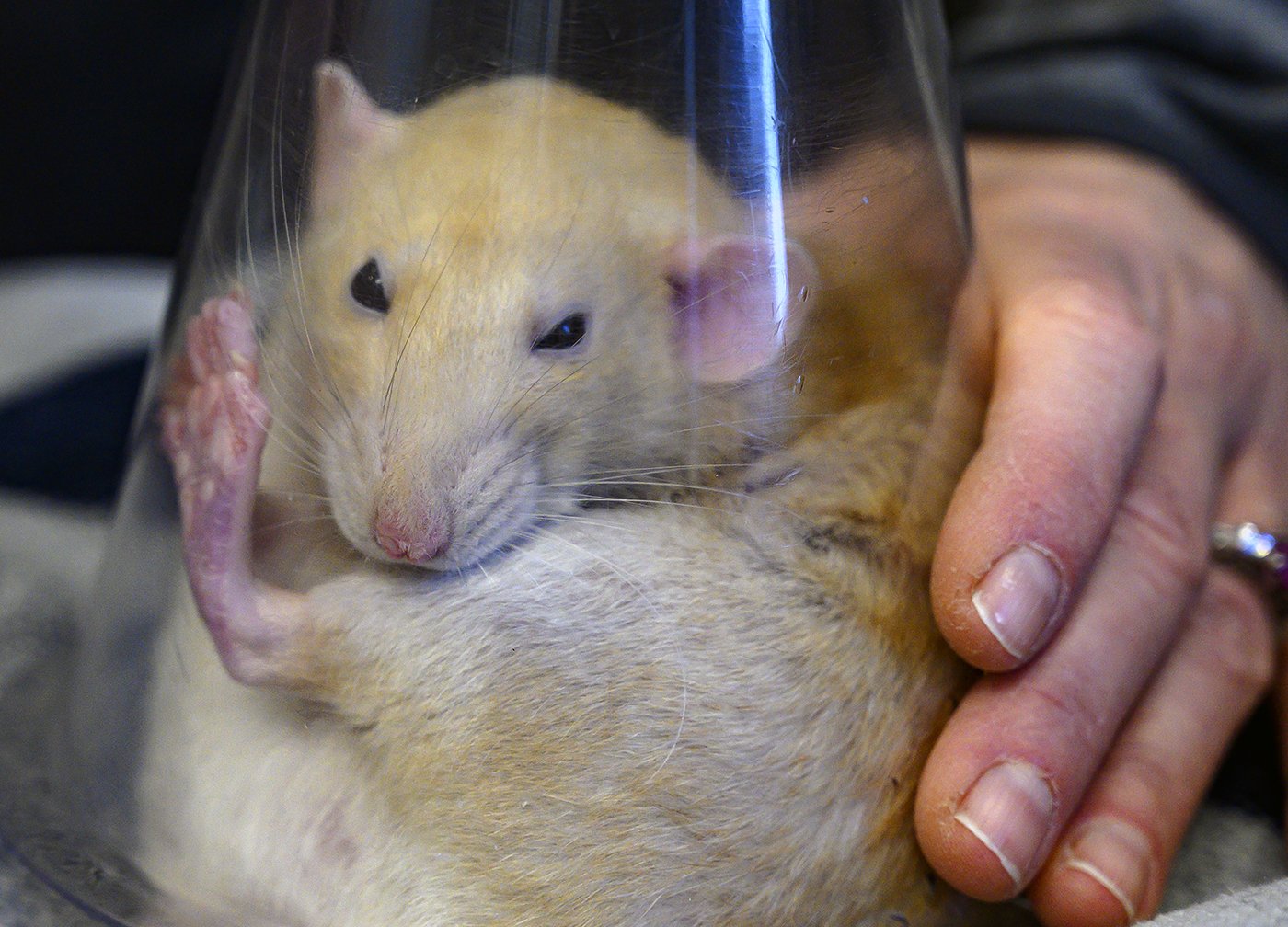  A pet rat is anesthetized by vet tech Lauren Genger before surgery to remove a non-cancerous abscess at Serrano Animal and Bird Hospital in Lake Forest on Wednesday, December 29, 2021.  