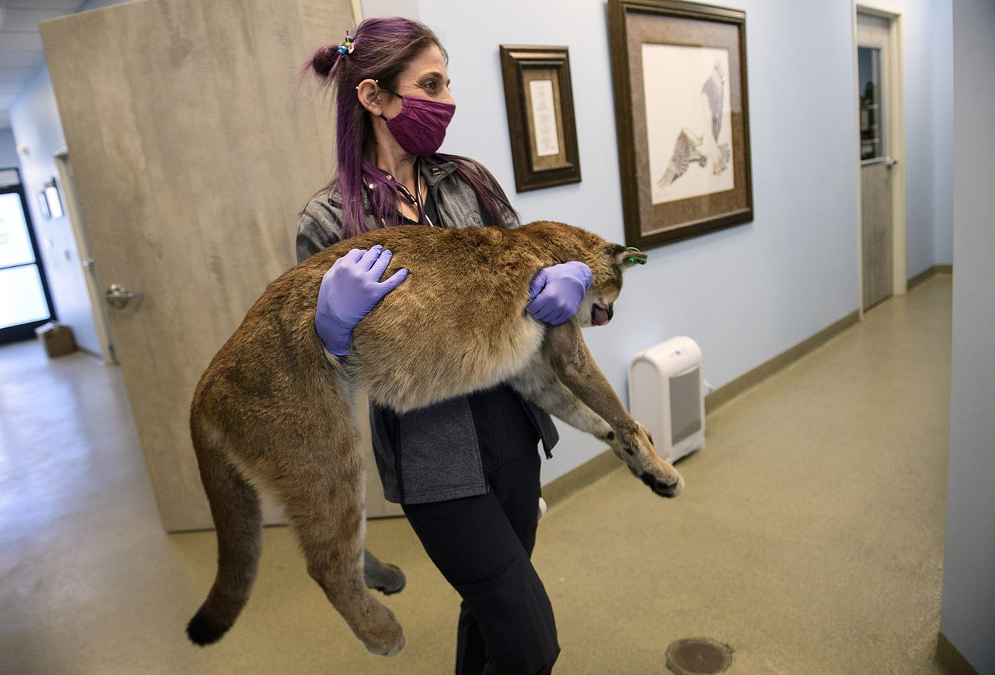  Lauren Genger, a licensed veterinary technician, carries an anesthetized mountain lion cub to the operating room for a procedure last year. The cub,  struck by a car on the 241 toll road, was injured too badly to be released back into the wild. He h