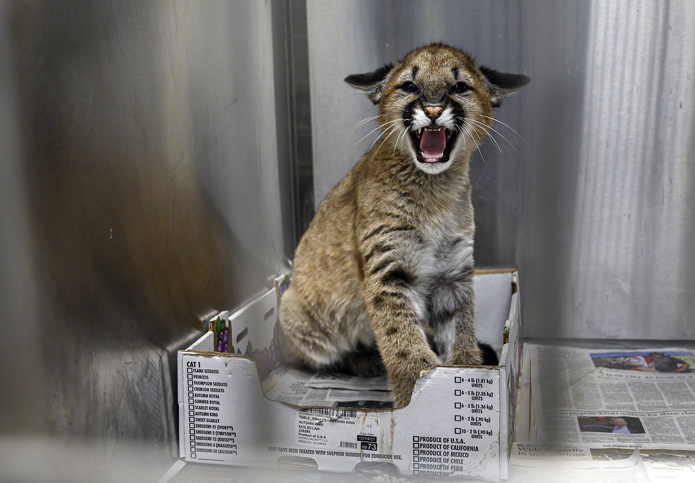  A baby cougar lets out a hiss while recuperating at Serrano Animal and Bird Hospital in Lake Forest on Wednesday, December 29, 2021. The cub was only 12 weeks when he was hit by car in Monterey. Because he will never learn to hunt, he will live in a