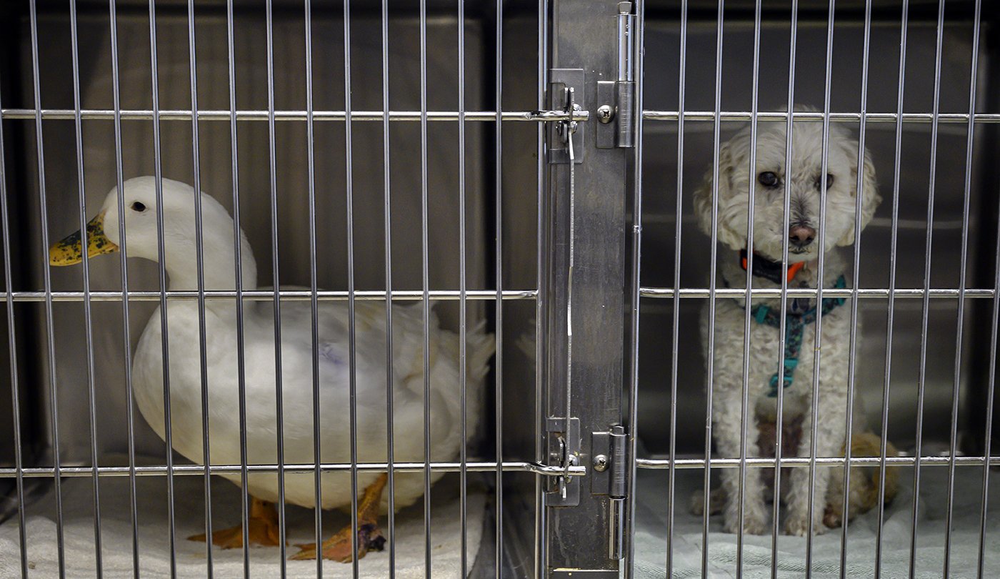  A duck and a dog are kennel mates at Serrano Animal and Bird Hospital in Lake Forest on Wednesday, December 29, 2021, where they are both receiving treatment.  