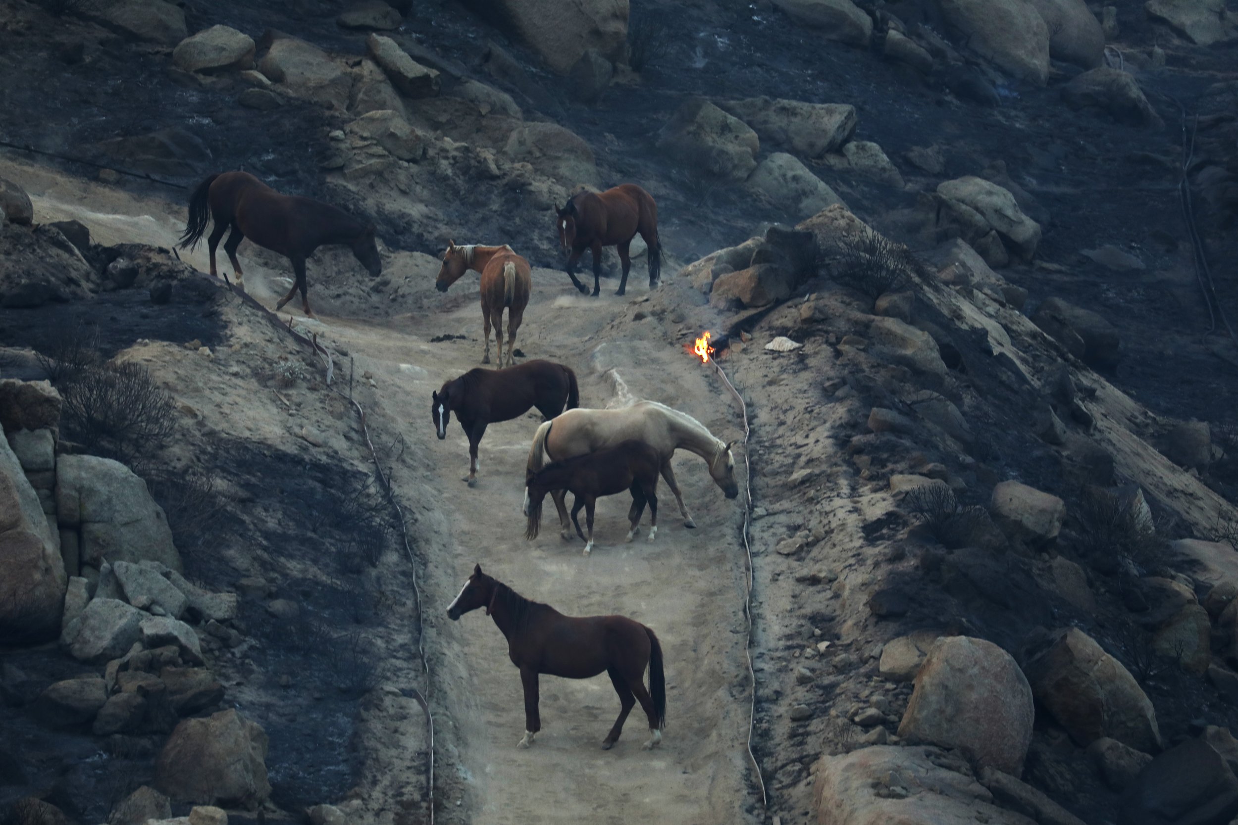  Horses seek shelter as Fairview Fire burns near Hemet, California, U.S., September 5, 2022.  