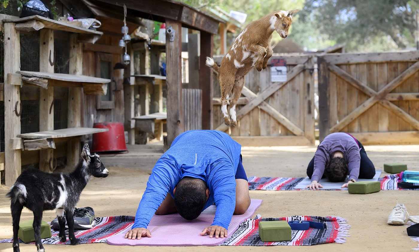  A baby goat uses Aurelio Osorio’s back as a springboard during Yin Yoga class at Goods and Goats in San Juan Capistrano on Sunday, August 28, 2022. Goat yoga has become popular at the farm.  