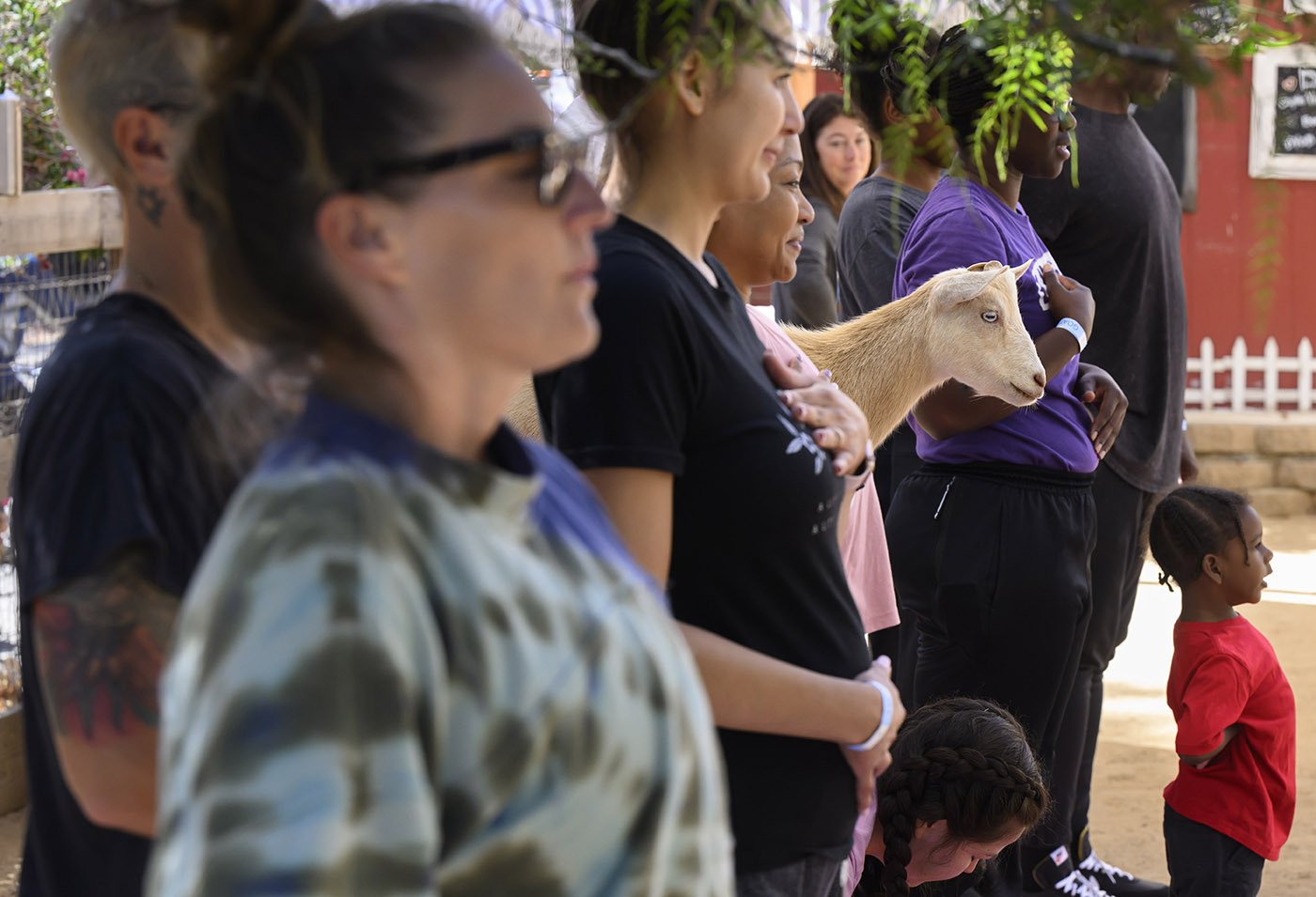  Humans participate in Baby Goat Yoga class at Goods and Goats in San Juan Capistrano on Sunday, August 28, 2022.  