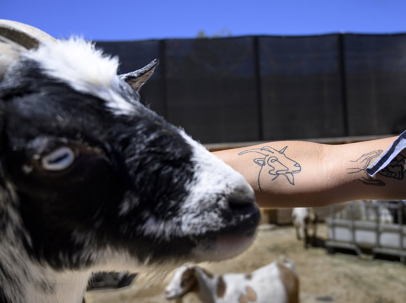  Goods and Goats Market Farm Manager Devyn Homan got a tattoo of her favorite goat, Yucca, pictured, because of his loving, dog-like behavior  